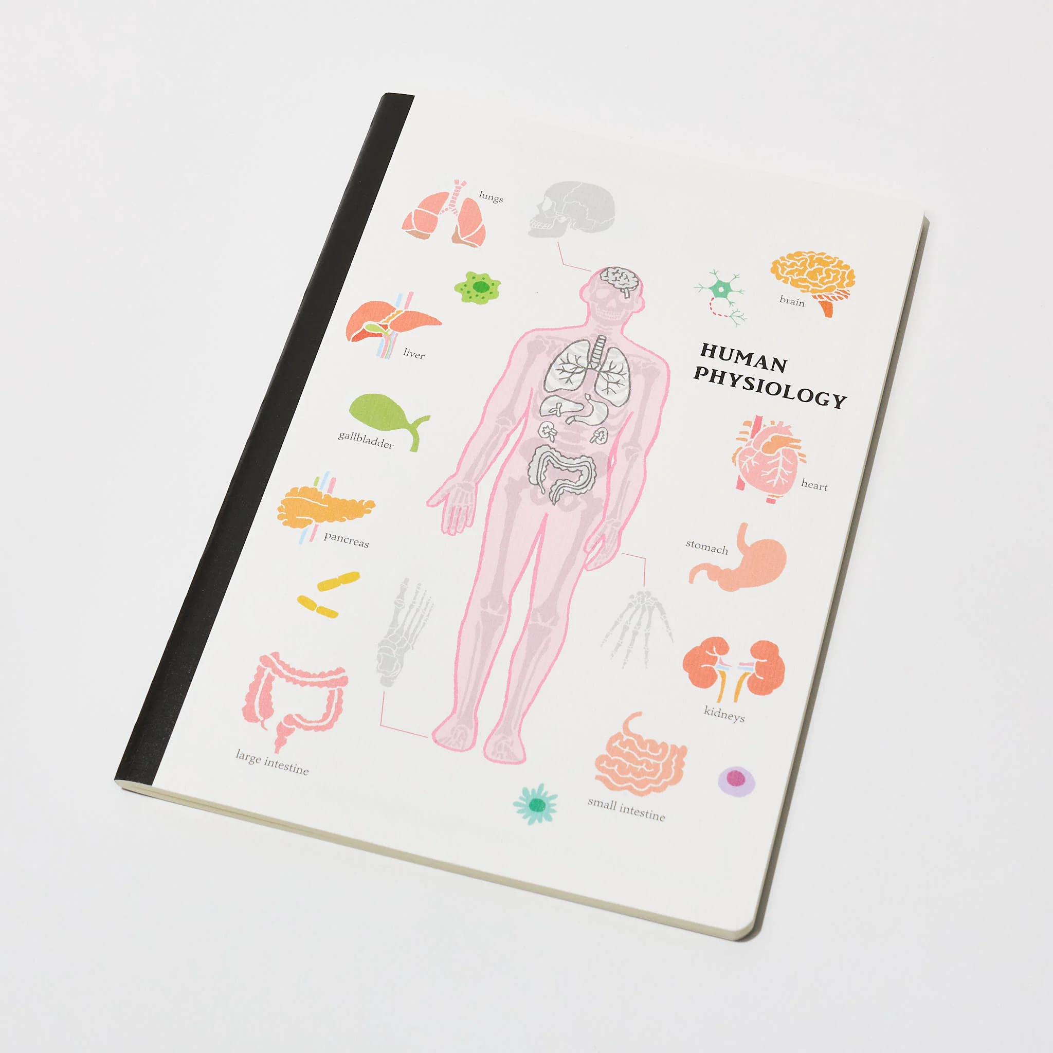 Human Physiology STUDY HOLIC Bundle / GreenFlash - Image 2