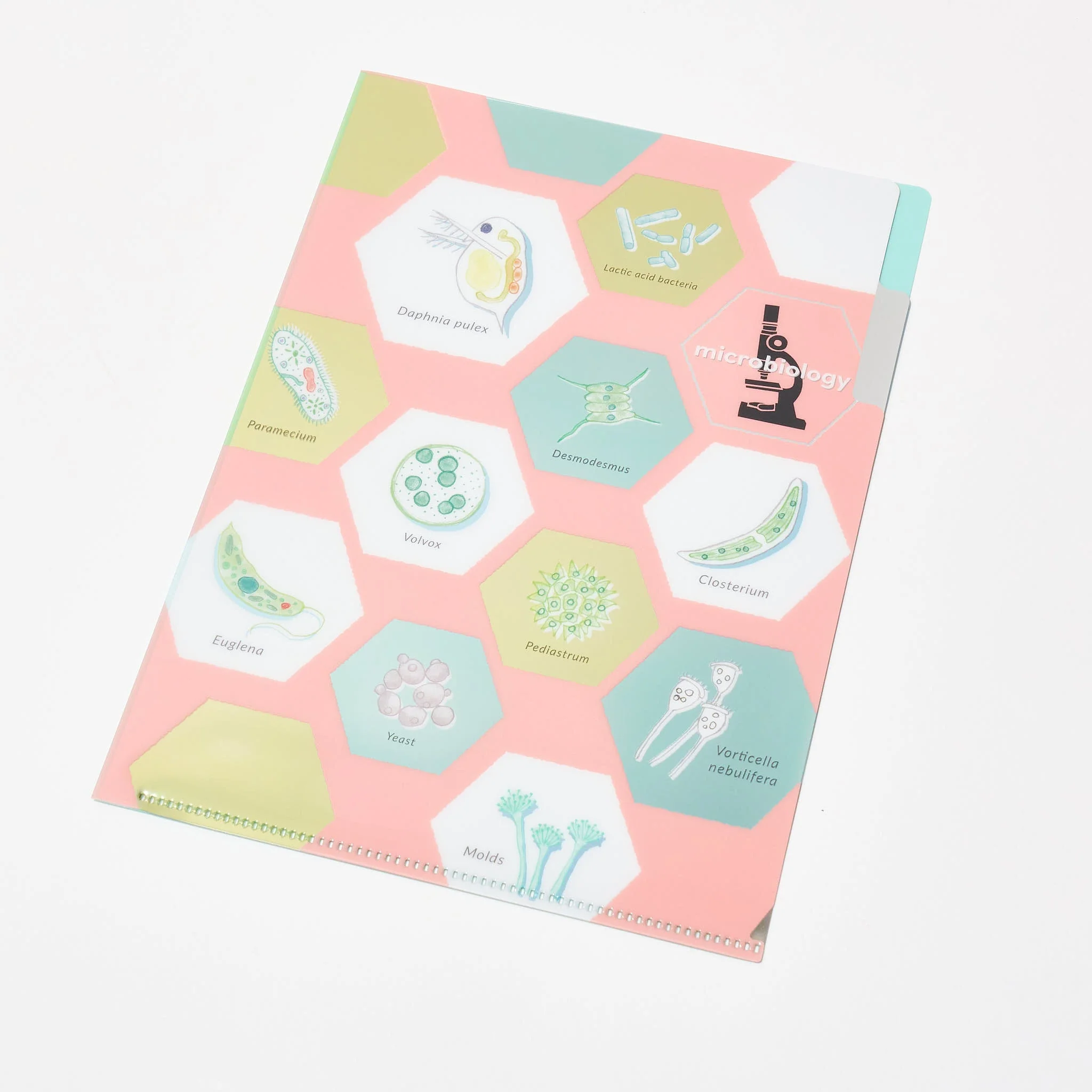 STUDY HOLIC A5 Pocket Clear File Folder / GreenFlash - Image 8
