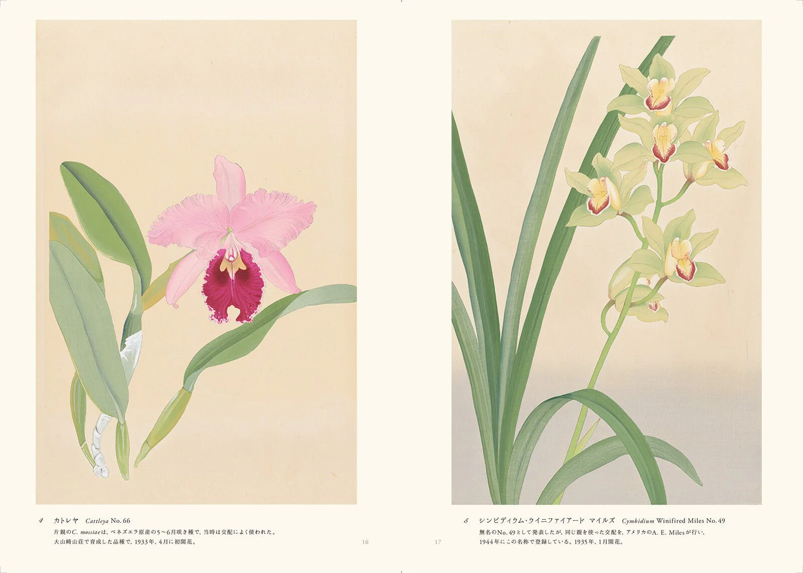 Rankafu: Japanese Woodblock Prints of Orchids / Seigensha - Image 3