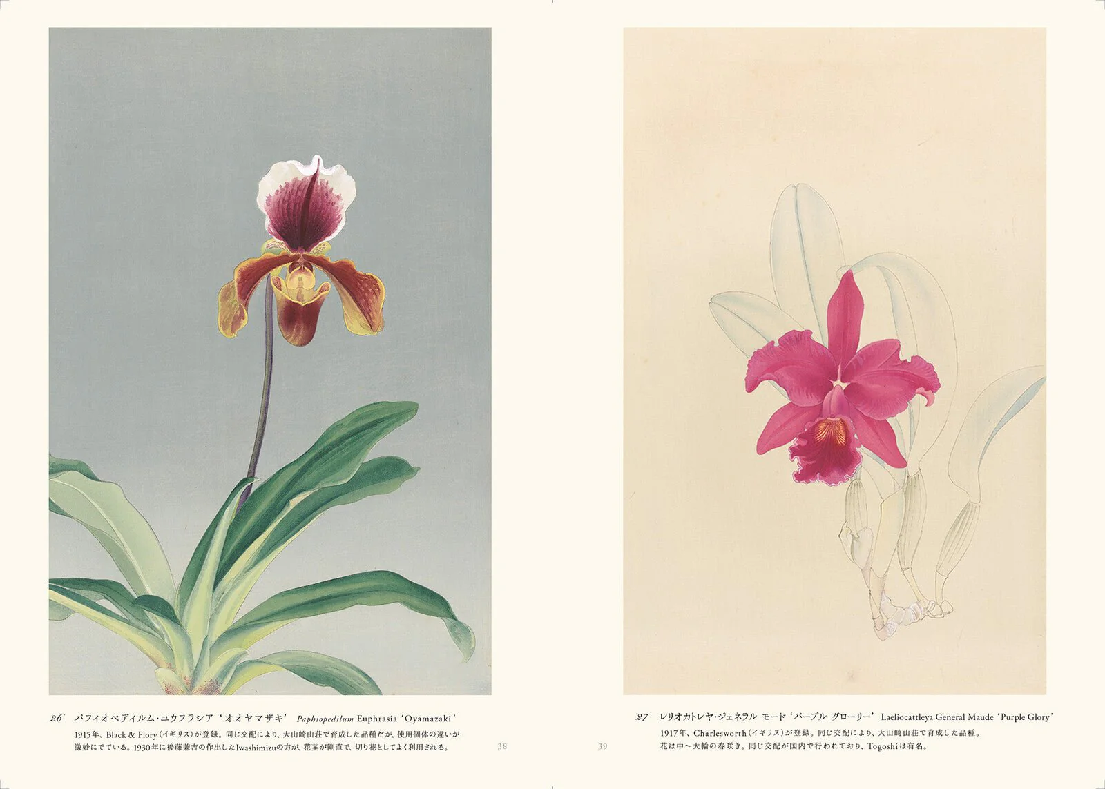 Rankafu: Japanese Woodblock Prints of Orchids / Seigensha - Image 4