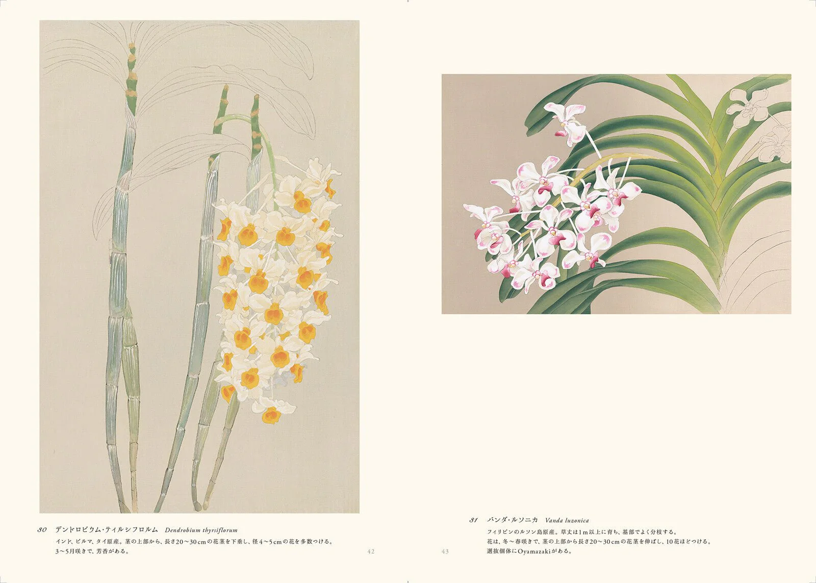 Rankafu: Japanese Woodblock Prints of Orchids / Seigensha - Image 5