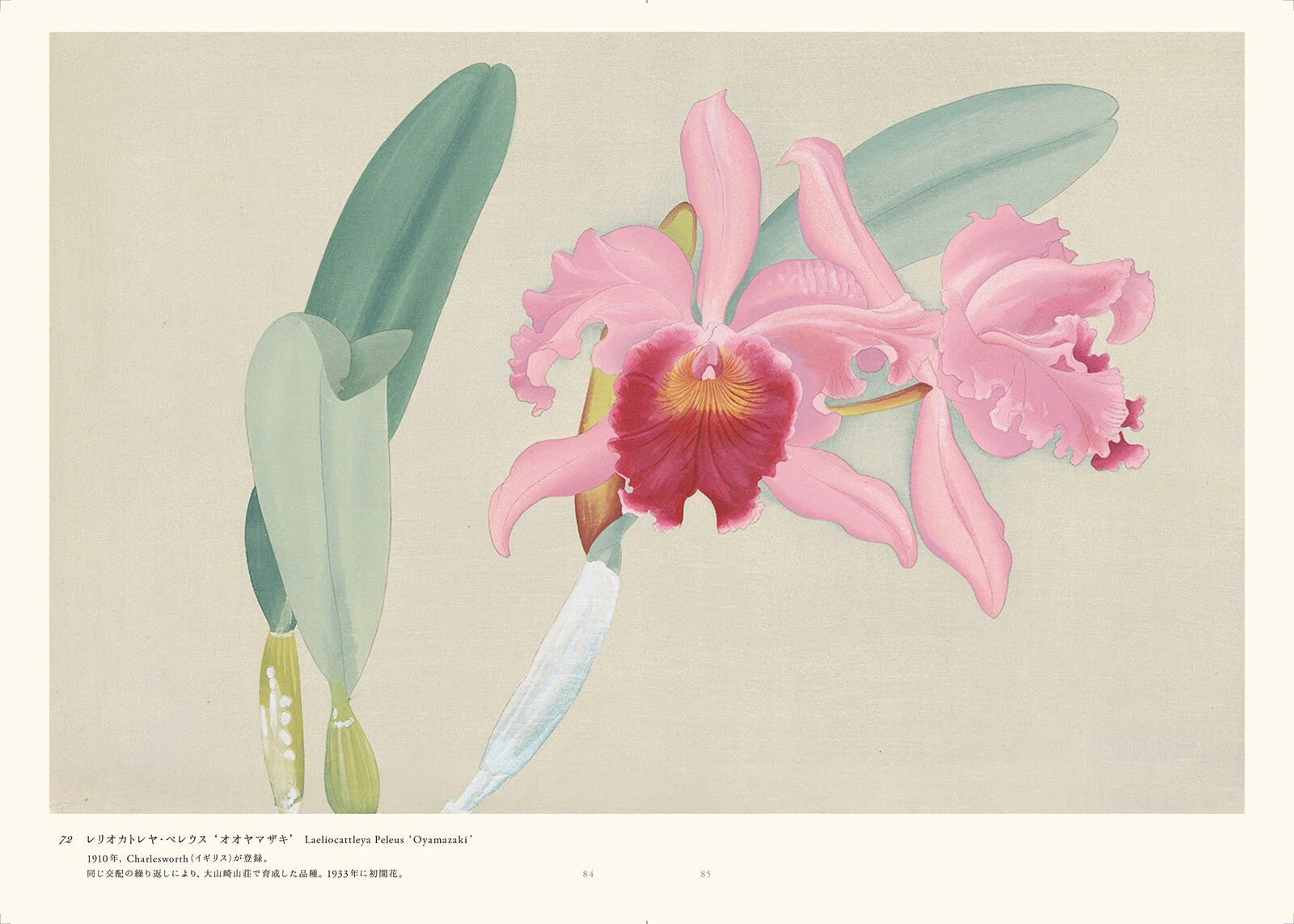 Rankafu: Japanese Woodblock Prints of Orchids / Seigensha - Image 7